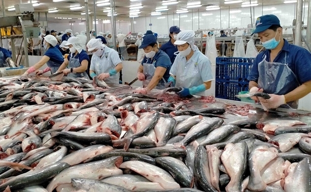 Giá cá tra xuất khẩu sang Mỹ cao kỷ lục